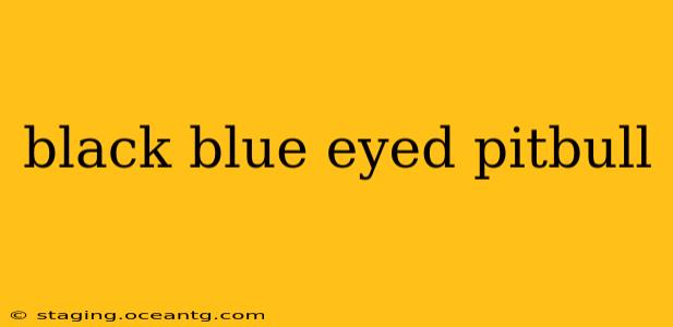 black blue eyed pitbull