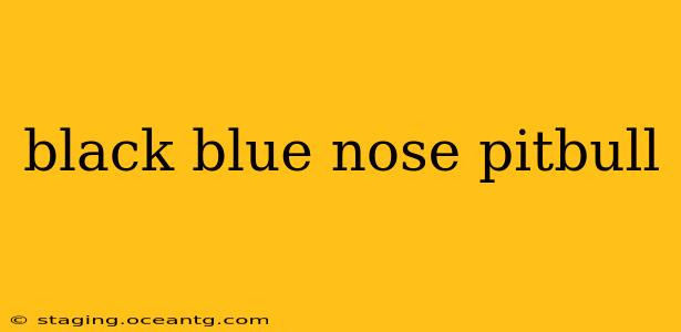 black blue nose pitbull