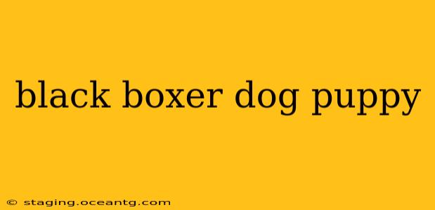 black boxer dog puppy