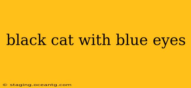 black cat with blue eyes