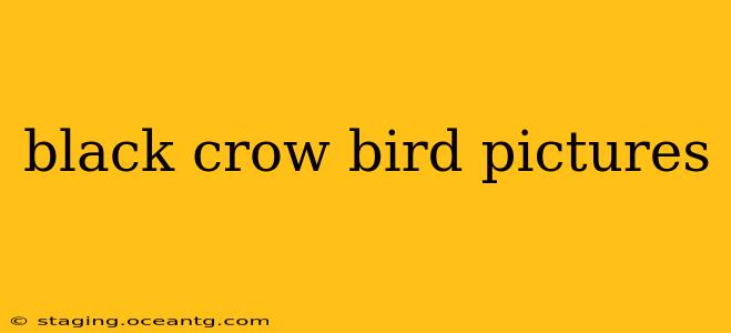 black crow bird pictures