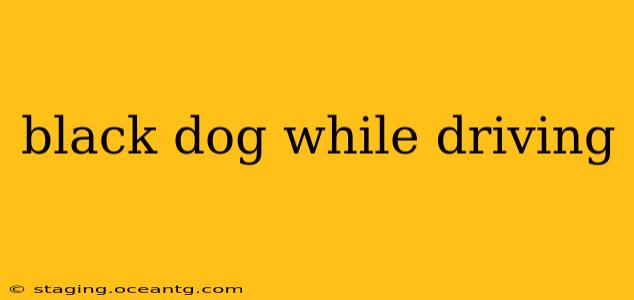 black dog while driving