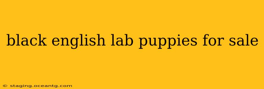 black english lab puppies for sale