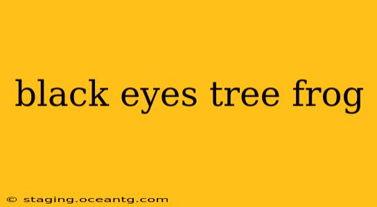 black eyes tree frog