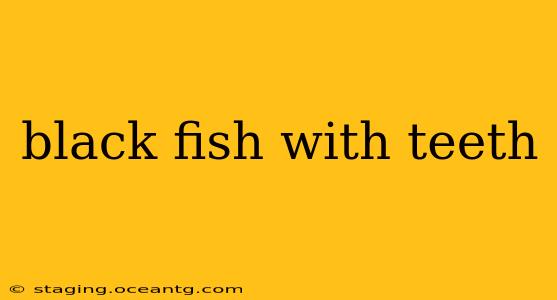 black fish with teeth