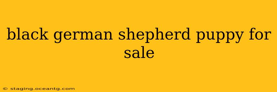 black german shepherd puppy for sale