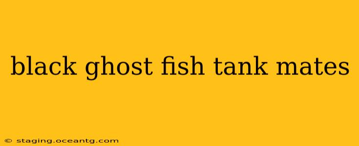 black ghost fish tank mates