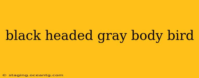 black headed gray body bird