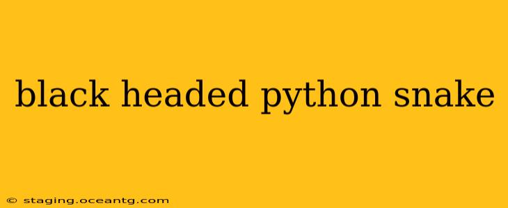 black headed python snake