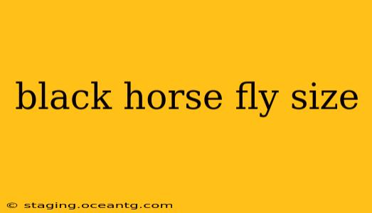 black horse fly size