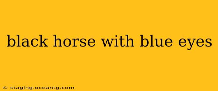 black horse with blue eyes