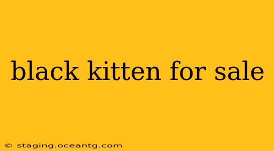black kitten for sale