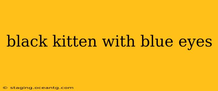 black kitten with blue eyes