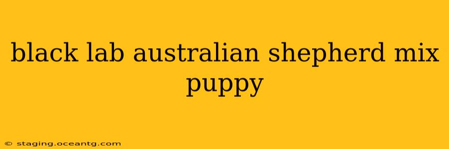 black lab australian shepherd mix puppy