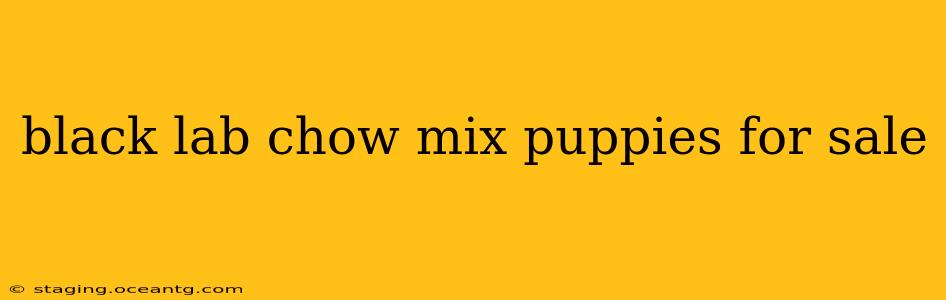 black lab chow mix puppies for sale