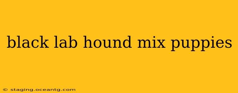 black lab hound mix puppies