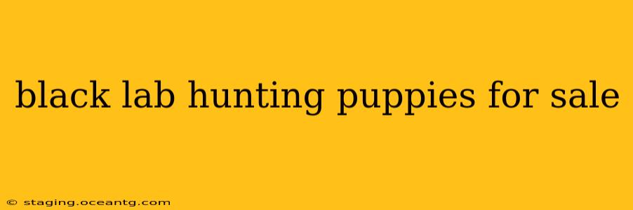 black lab hunting puppies for sale