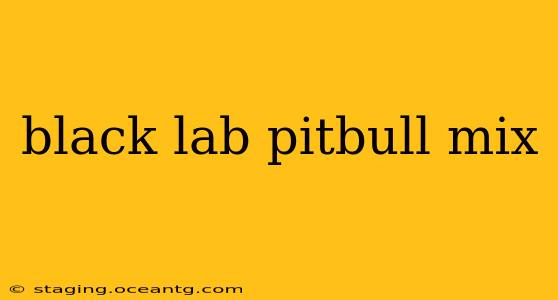 black lab pitbull mix
