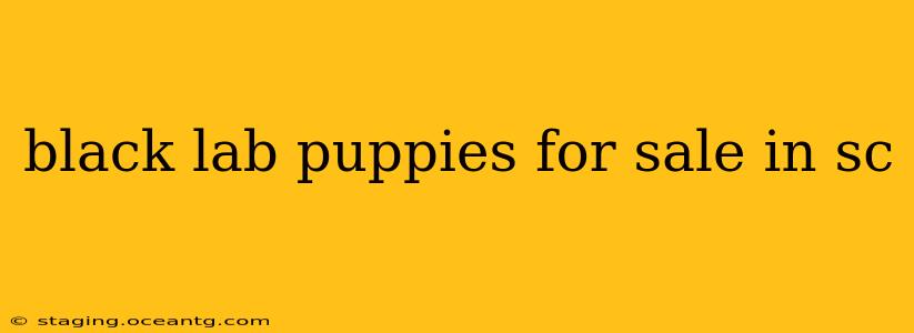 black lab puppies for sale in sc
