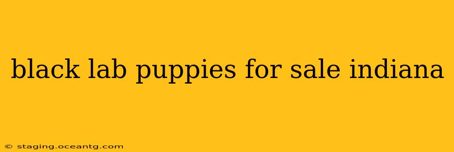 black lab puppies for sale indiana