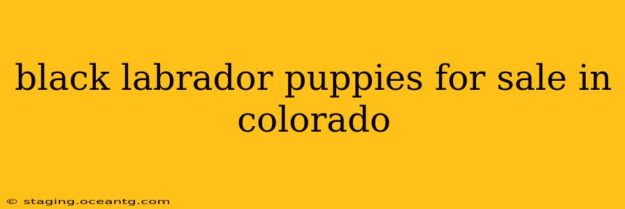 black labrador puppies for sale in colorado