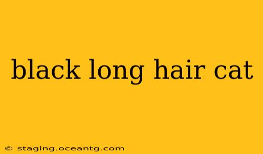 black long hair cat