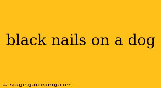 black nails on a dog
