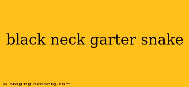 black neck garter snake