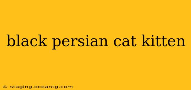 black persian cat kitten