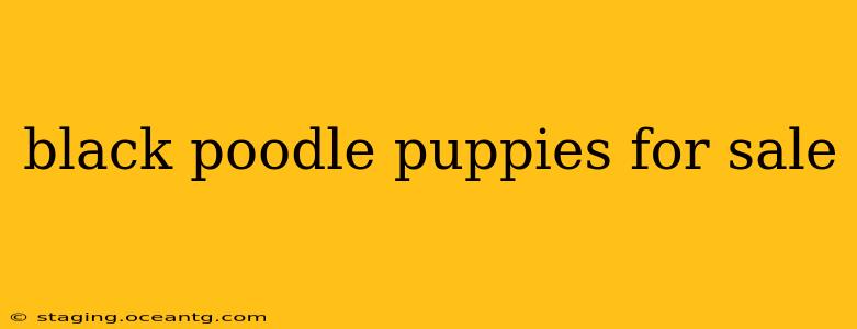 black poodle puppies for sale