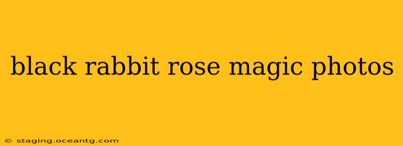 black rabbit rose magic photos