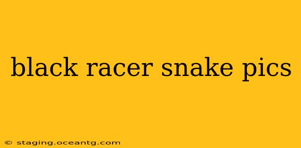 black racer snake pics