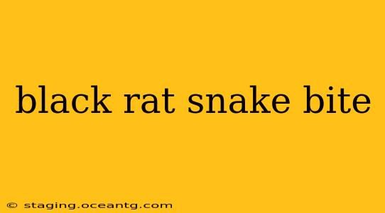 black rat snake bite