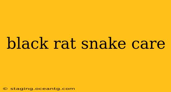 black rat snake care