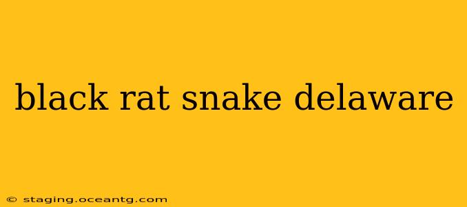 black rat snake delaware