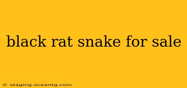 black rat snake for sale
