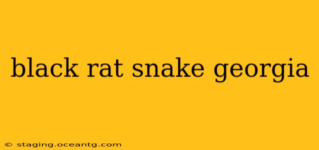 black rat snake georgia