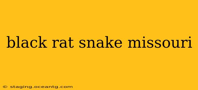 black rat snake missouri