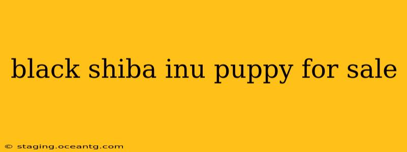 black shiba inu puppy for sale