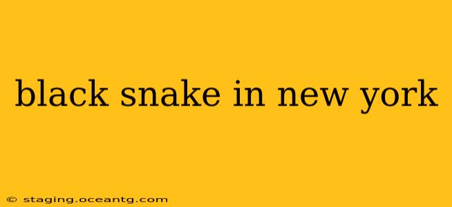 black snake in new york