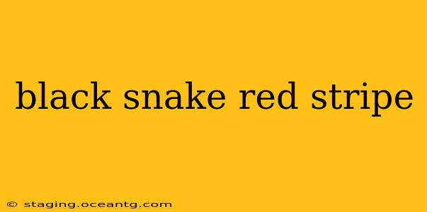 black snake red stripe