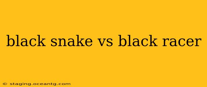 black snake vs black racer