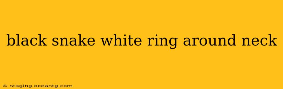 black snake white ring around neck