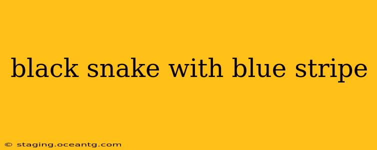 black snake with blue stripe