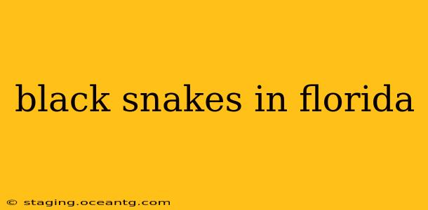 black snakes in florida