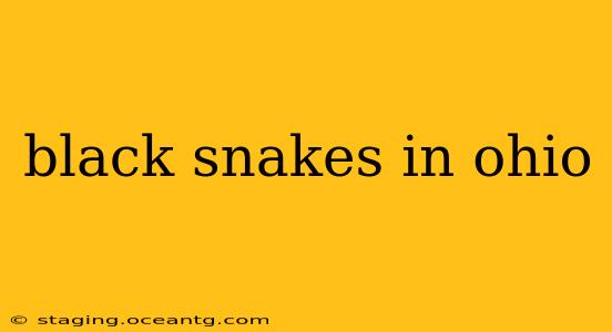 black snakes in ohio