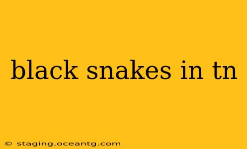 black snakes in tn