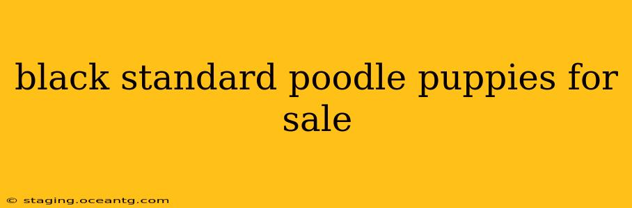 black standard poodle puppies for sale