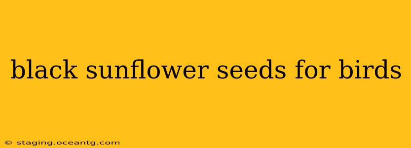black sunflower seeds for birds