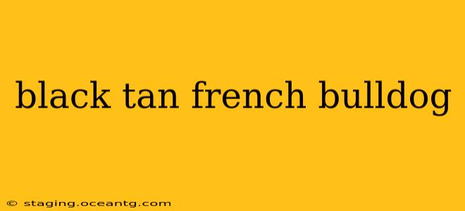 black tan french bulldog